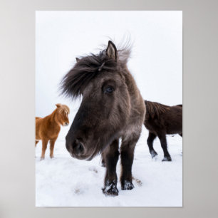 IJslands paardenportret, IJsland Poster