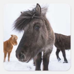 IJslands paardenportret, IJsland Vierkante Sticker