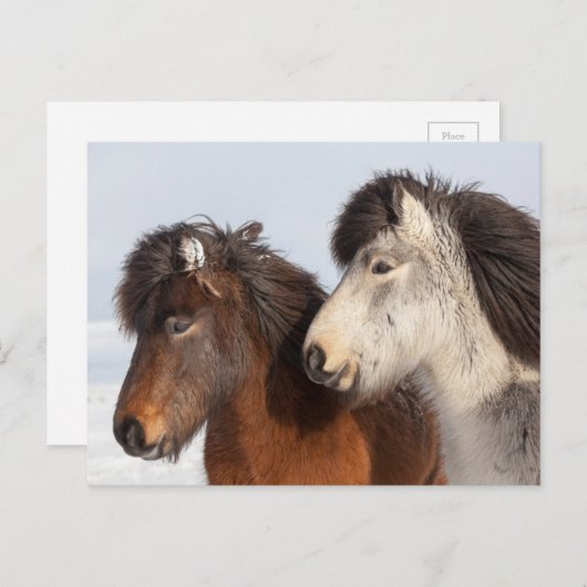IJslands paardenprofiel, IJsland Briefkaart (Voorkant / Achterkant)