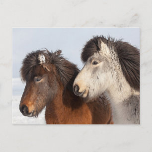 IJslands paardenprofiel, IJsland Briefkaart