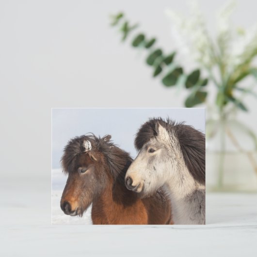 IJslands paardenprofiel, IJsland Briefkaart (Staand voorkant)