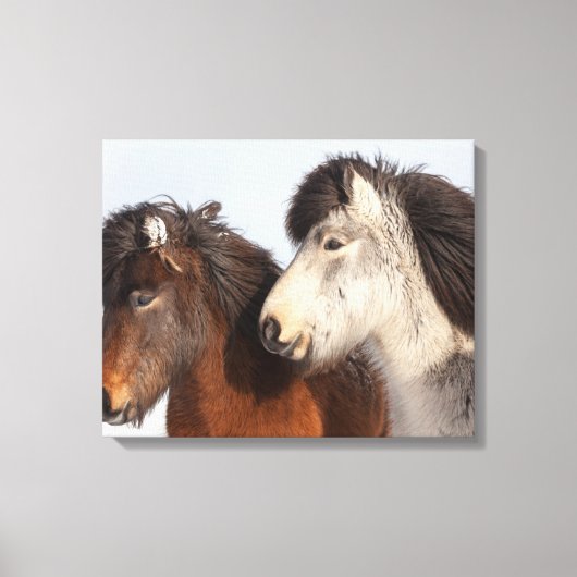 IJslands paardenprofiel, IJsland Canvas Afdruk (Voorkant)