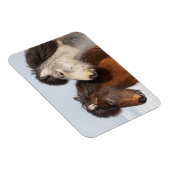 IJslands paardenprofiel, IJsland Magneet (Rechterzijde)