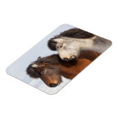 IJslands paardenprofiel, IJsland Magneet (Linkerzijde)