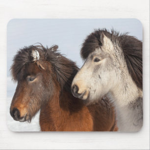 IJslands paardenprofiel, IJsland Muismat