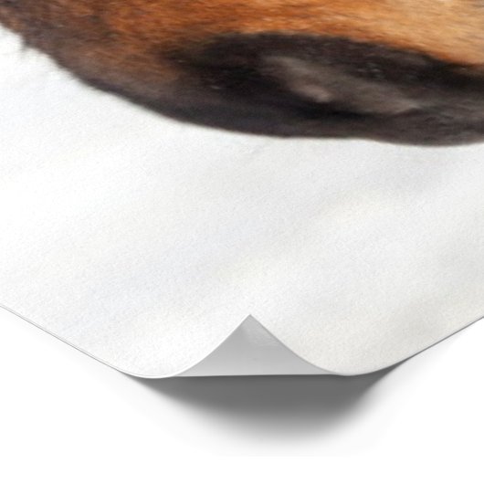 IJslands paardenprofiel, IJsland Poster (Hoek)