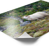 IJslands Ram Foto Afdruk (Hoek)