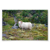 IJslands Ram Foto Afdruk (Voorkant)