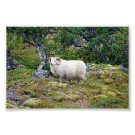 IJslands Ram Foto Afdruk