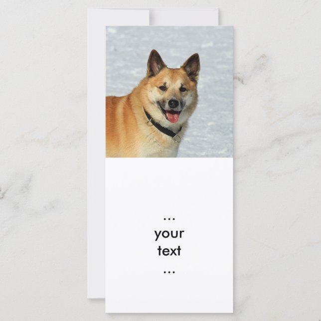 IJslands Sheepdog20150904 (Voorkant)