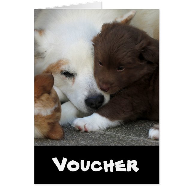 IJslands Sheepdog_20171203_by_JAMFoto (Voorkant)