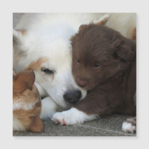 IJslands Sheepdog_20171203_by_JAMFoto