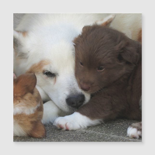 IJslands Sheepdog_20171203_by_JAMFoto (Voorkant)