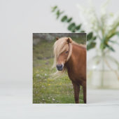 IJslands veulen Briefkaart (Staand voorkant)