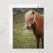 IJslands veulen Briefkaart (Voorkant / Achterkant)