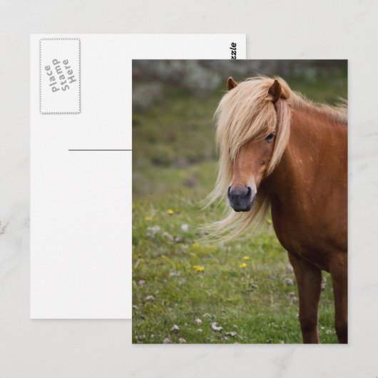 IJslands veulen Briefkaart (Voorkant / Achterkant)