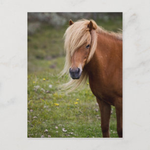 IJslands veulen Briefkaart