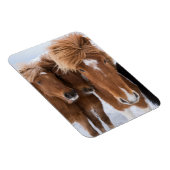 IJslandse horsmakreel, IJsland Magneet (Rechterzijde)