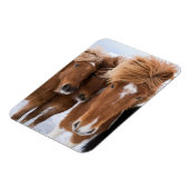 IJslandse horsmakreel, IJsland Magneet (Linkerzijde)