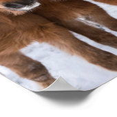 IJslandse horsmakreel, IJsland Poster (Hoek)