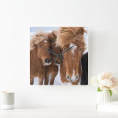 IJslandse horsmakreel, IJsland Vierkante Klok (Huis)