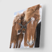 IJslandse horsmakreel, IJsland Vierkante Klok (Hoek)