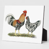 IJslandse kippen Fotoplaat (Zijkant)