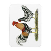 IJslandse kippen Magneet (Verticaal)