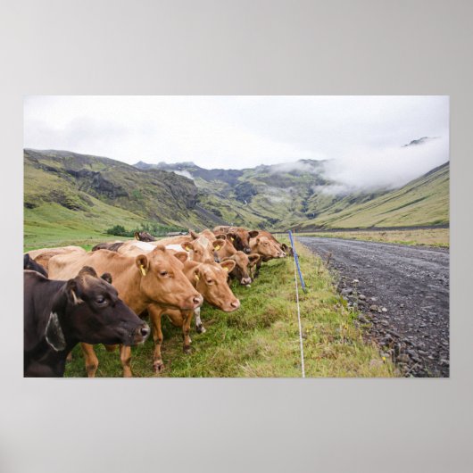IJslandse Koeien Poster (Voorkant)