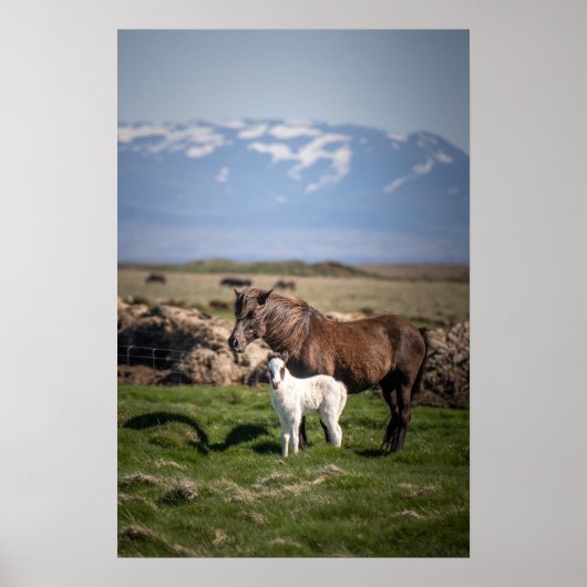 IJslandse merrie en veulen Poster (Voorkant)