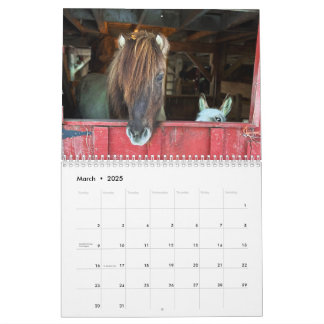 IJslandse paard en mini ezel kalender