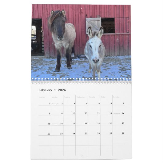 IJslandse paard en mini ezel kalender (Feb 2026)