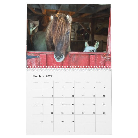 IJslandse paard en mini ezel kalender (Mar 2027)