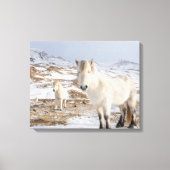 IJslandse paarden | Blonduos, IJsland Canvas Afdruk (Voorkant)