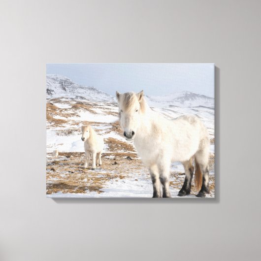 IJslandse paarden | Blonduos, IJsland Canvas Afdruk (Voorkant)