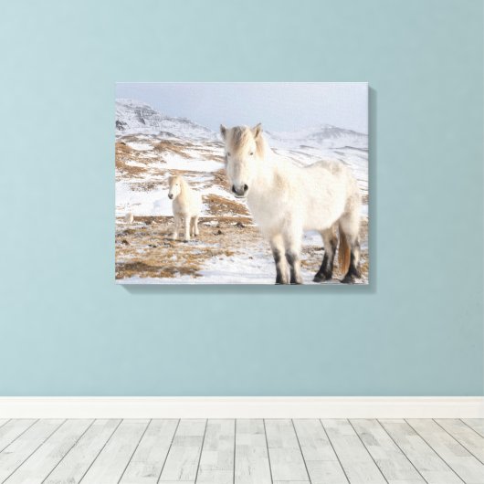 IJslandse paarden | Blonduos, IJsland Canvas Afdruk (Insitu (Houten vloer))