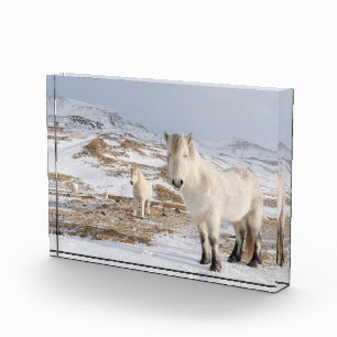 IJslandse paarden Blonduos, IJsland Fotoblokken