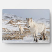 IJslandse paarden | Blonduos, IJsland Fotoplaat (voorkant)