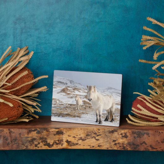 IJslandse paarden | Blonduos, IJsland Fotoplaat (Zijkant)