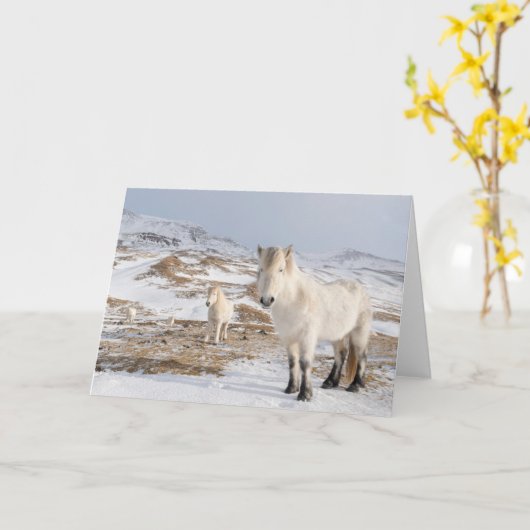 IJslandse paarden | Blonduos, IJsland Kaart (Gele Bloem)