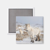 IJslandse paarden | Blonduos, IJsland Magneet (Voorkant / Achterkant)