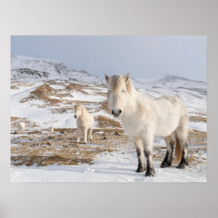 IJslandse paarden   Blonduos, IJsland Poster