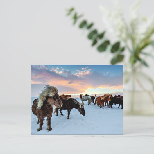 IJslandse paarden Briefkaart (Staand voorkant)