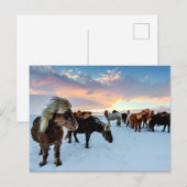 IJslandse paarden Briefkaart (Voorkant / Achterkant)