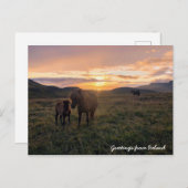 IJslandse paarden - Briefkaart (Voorkant / Achterkant)