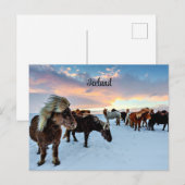 IJslandse paarden Briefkaart (Voorkant / Achterkant)