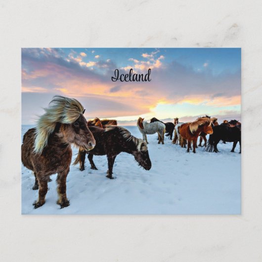 IJslandse paarden Briefkaart (Voorkant)