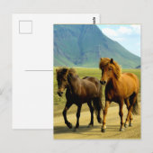 IJslandse Paarden Briefkaart (Voorkant / Achterkant)