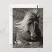 IJslandse paarden Briefkaart (Voorkant / Achterkant)