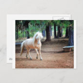 IJslandse paarden Briefkaart (Voorkant / Achterkant)